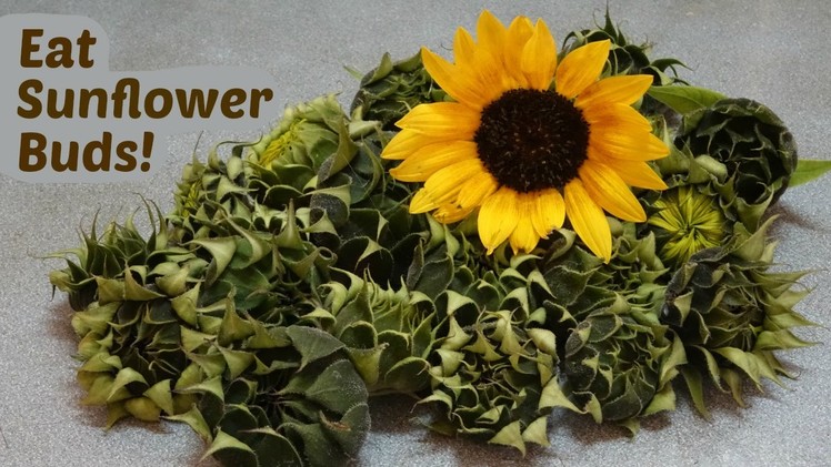 How to Use Sunflower Buds as Artichoke Hearts