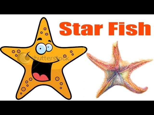 How To Draw Star Fish | Creative Art Work | Easy Drawing Steps