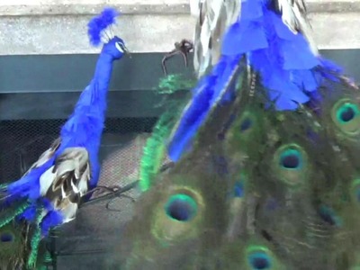 How to make a peacock