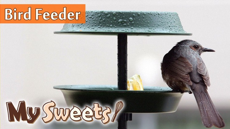 How to make bird feeder