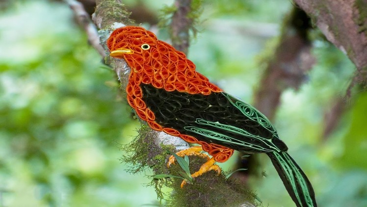 Paper Quilling : How to make a Quilling Andean Cock of the rock Bird Rupicola
