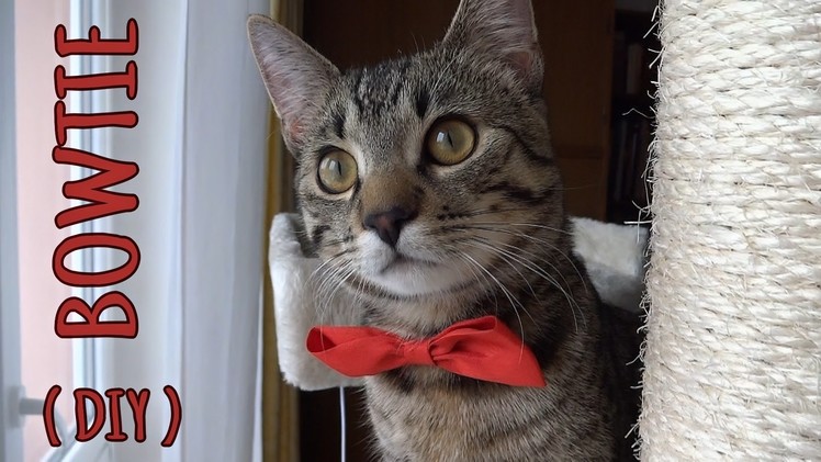 Cat bowtie (DIY)