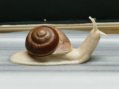 Sculpting a Snail (body) - Polymer Clay
