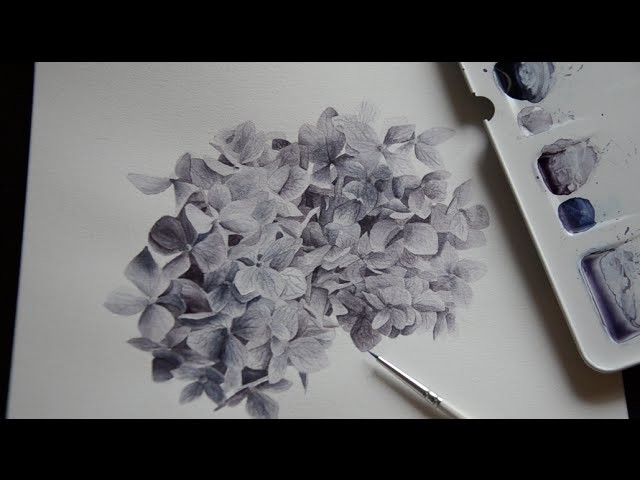 Painting watercolor hydrangeas