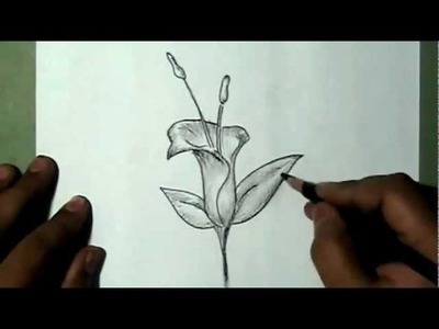 How to draw Bell shaped beautiful flower