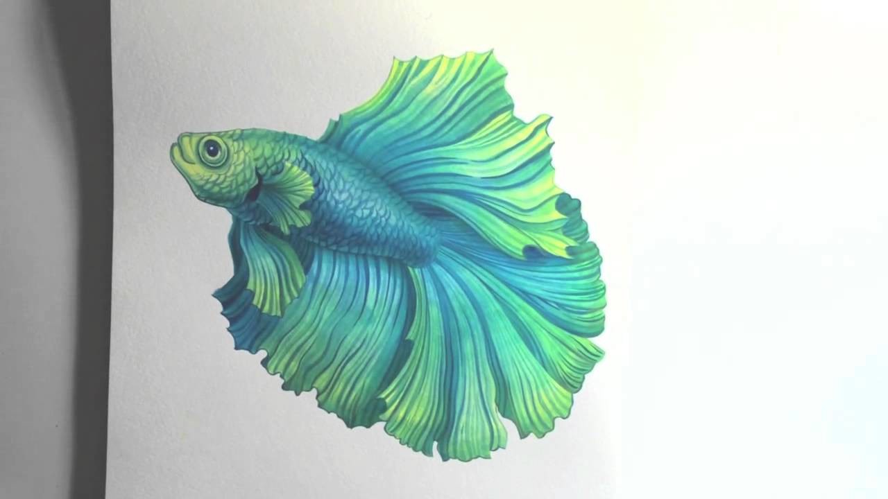 Произведение изумрудная рыбка. Акварельные рыбки. Рыбка цветными карандашами. Рыба рисунок реалистичный. Рыбка петушок акварелью.