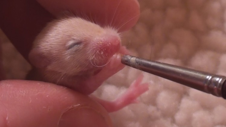 Baby Mouse makes cute 'Nom Nom' Noises