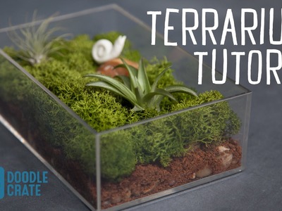 How to Create an Air Plant Terrarium
