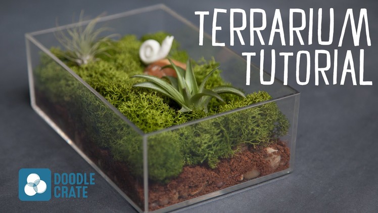 How to Create an Air Plant Terrarium