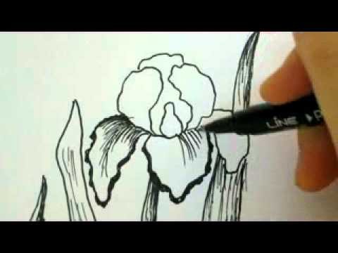 How To Draw Flowers - Iris Flower
