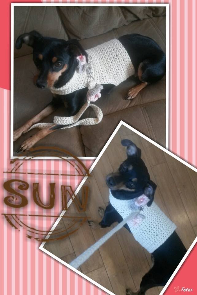 How to Crochet a Dog Sweater and Leash. By Sabrina Sun