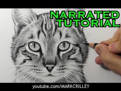 How to Draw a Cat [Narrated Step-by-Step Tutorial]