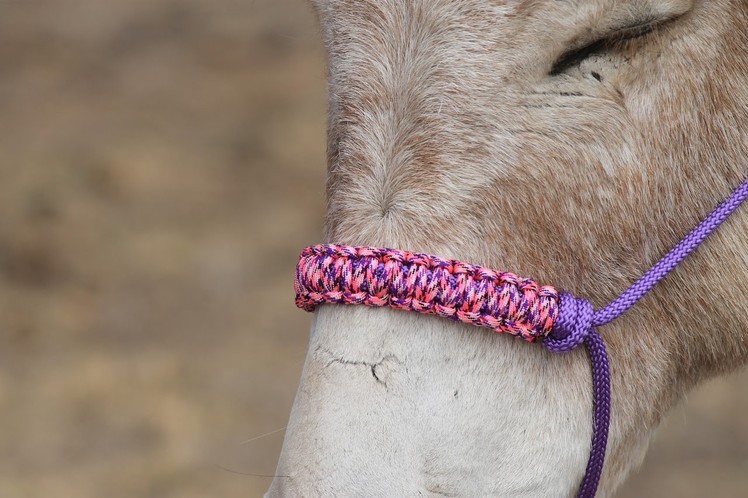 How to make a braided paracord noseband for a  horse halter.   Step by step instructions.