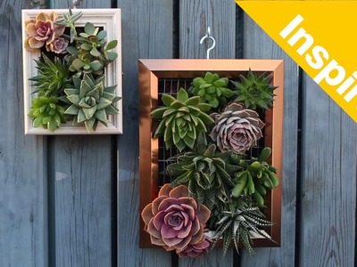 How to build a living succulent picture