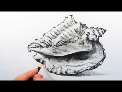 How to Draw a Realistic Shell: Pencil Drawing