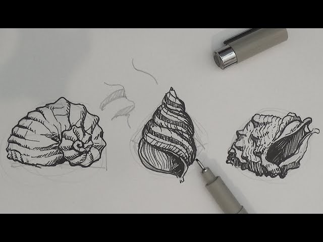 Pen and Ink Drawing Tutorials | How to draw sea shells