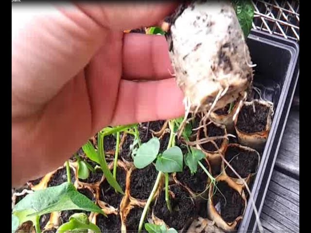 Toilet-paper seed cup transplant