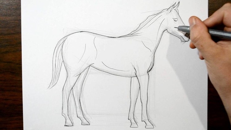 How to Draw a Horse - Real Time Drawing