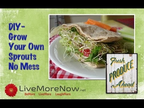 DIY - Grow Your Own Sprouts --No Mess