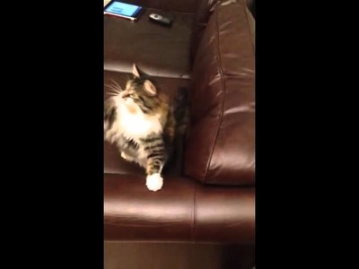 Cat DIY