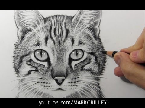 Drawing Time Lapse: Cat