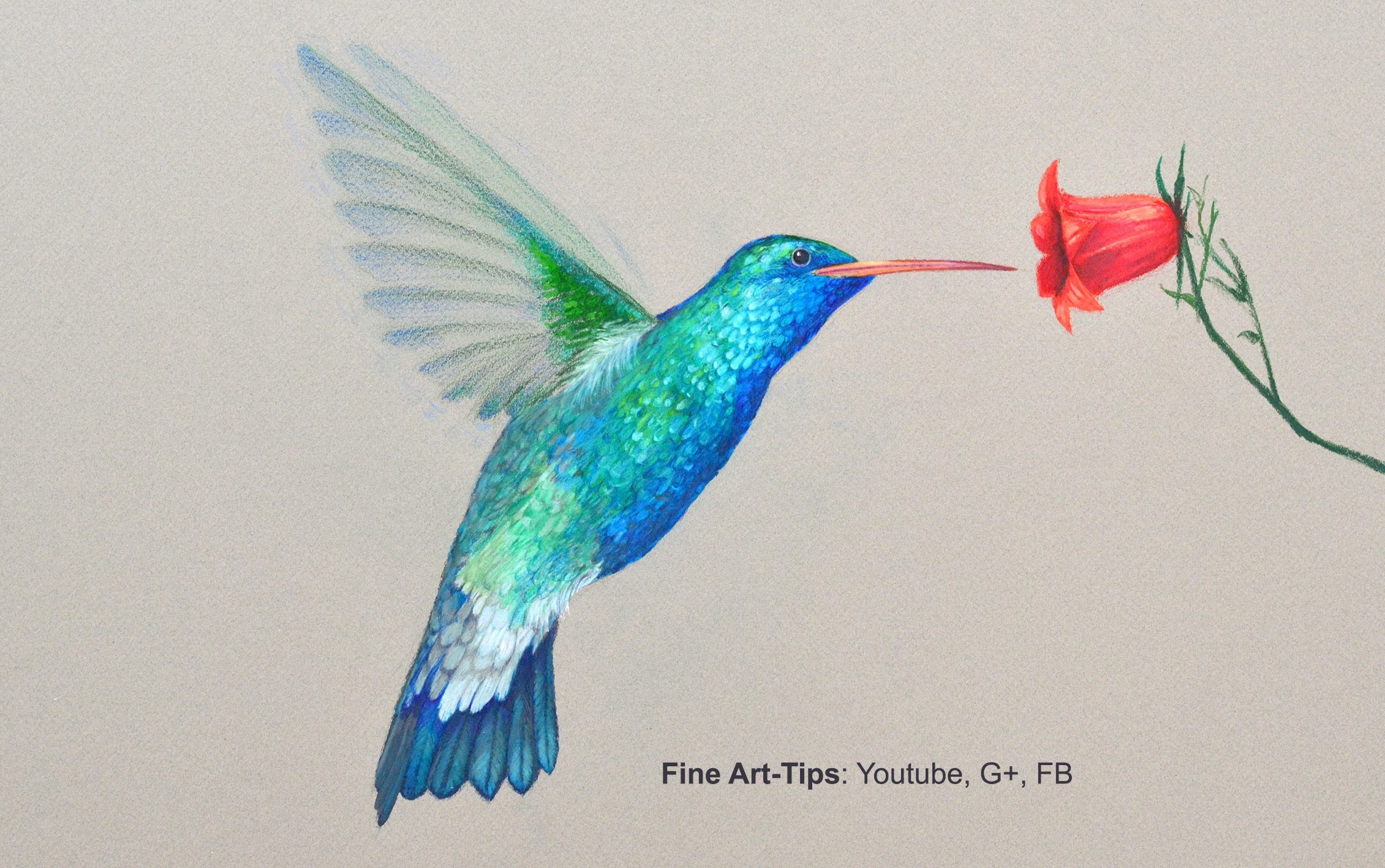 How to Draw a Hummingbird Drawing With Color Pencils