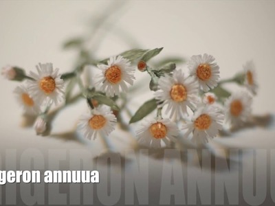 [EASY Tutorial]Wild flower_Erigeron annuus[Crepe paper flower]