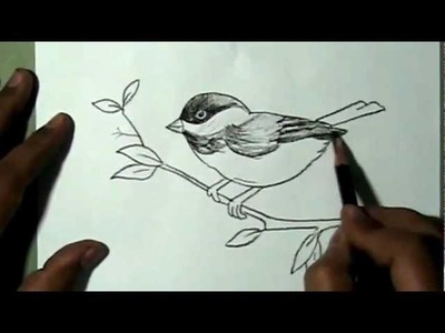 How to draw a beautiful sparrow sitting on branch