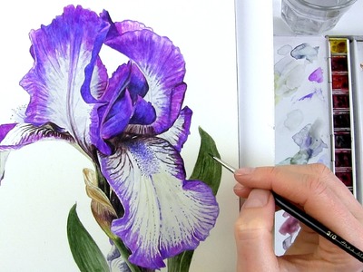 How to paint realistic botanical bearded Iris in watercolour with Anna Mason