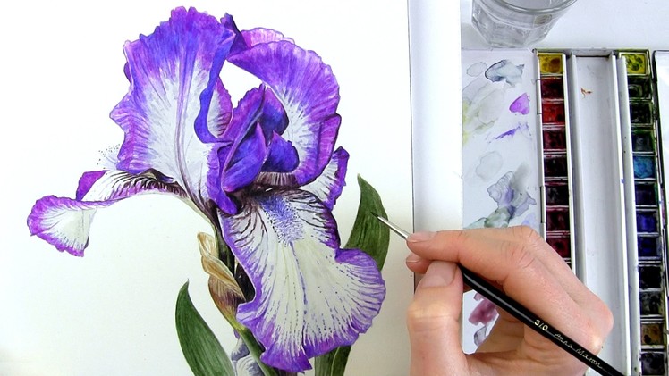 How to paint realistic botanical bearded Iris in watercolour with Anna Mason