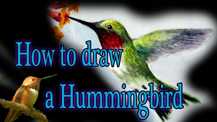 How to draw a Humming Bird