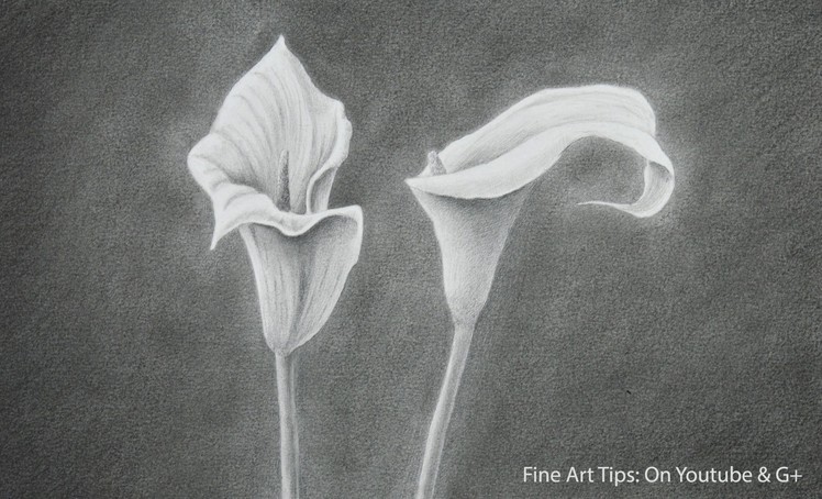 How to Draw a Calla Lily - How to Draw Flowers