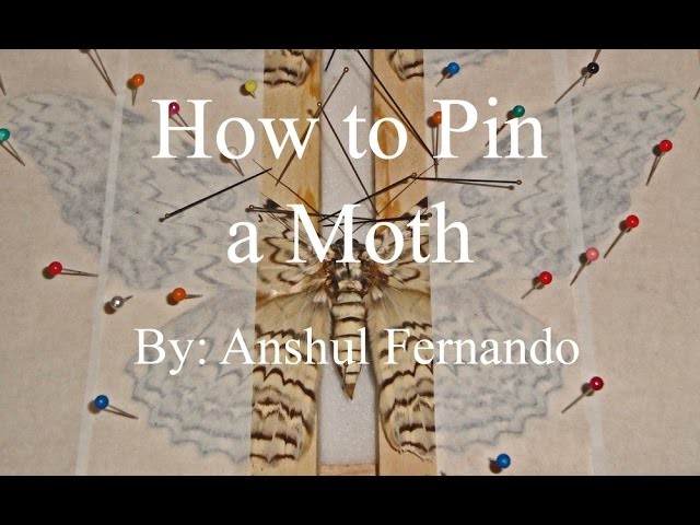 How to Pin a Moth