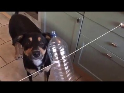 DIY Dog games from Joyful Dog Training - "Spin the bottle"