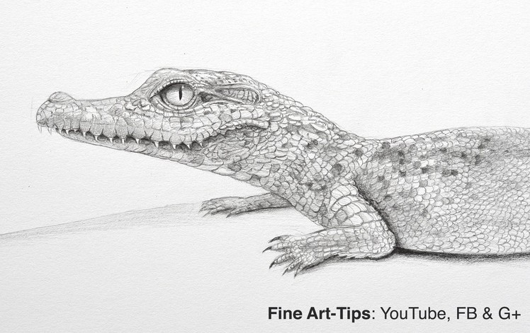 How to Draw a Baby Crocodile - or Aligator