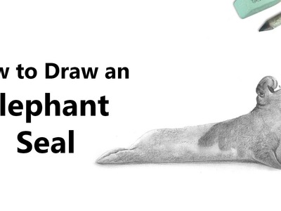 How to Draw an Elephant Seal in Pencil [Time Lapse]