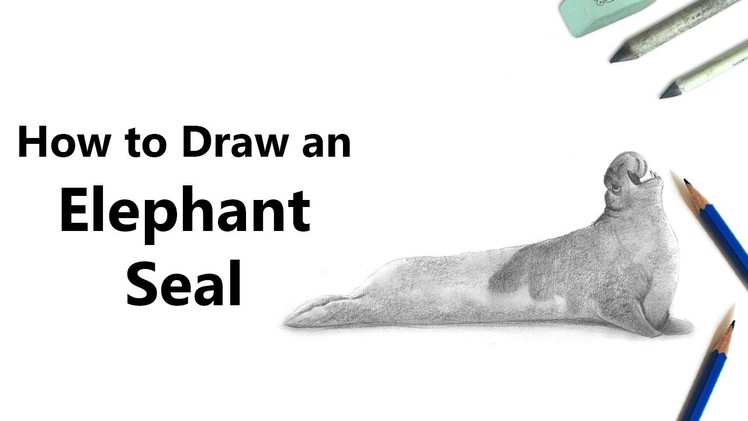 How to Draw an Elephant Seal in Pencil [Time Lapse]