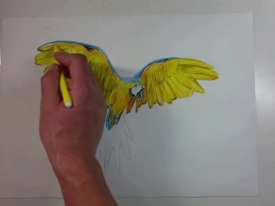 How to Draw a Parrot