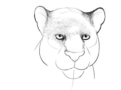 How to draw Bagheera from Jungle Book