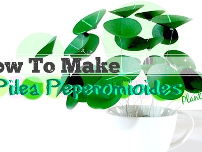 How To Make Pilea Peperomioides (Chinese money plant)