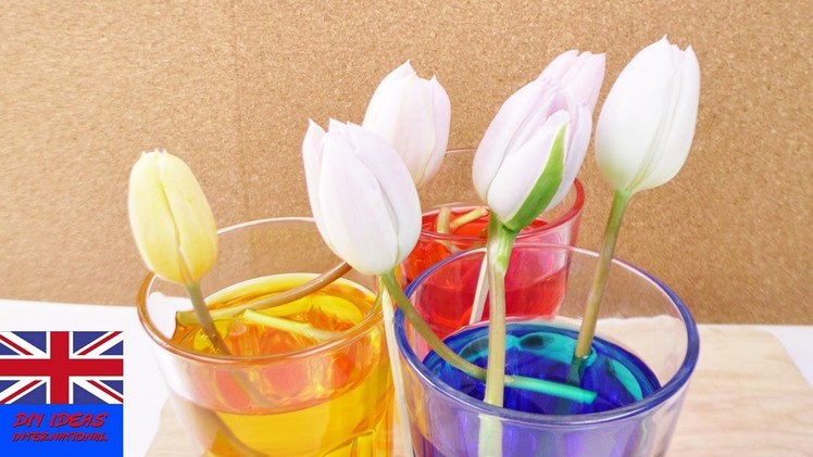 UPDATE: THE COLOURED TULIPS | how to dye flowers with food coloring