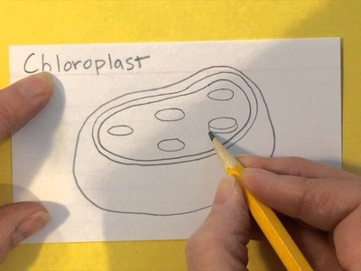 How to Draw a Chloroplast