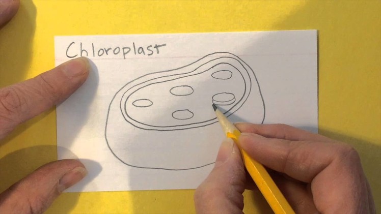 How to Draw a Chloroplast