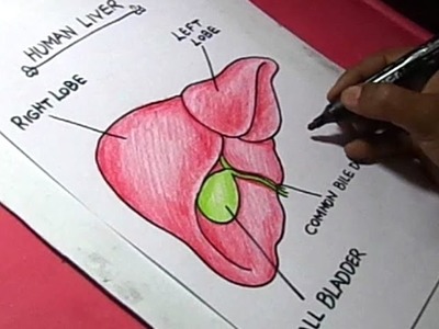 How to Draw Human Liver Detaild Drawing for Kids