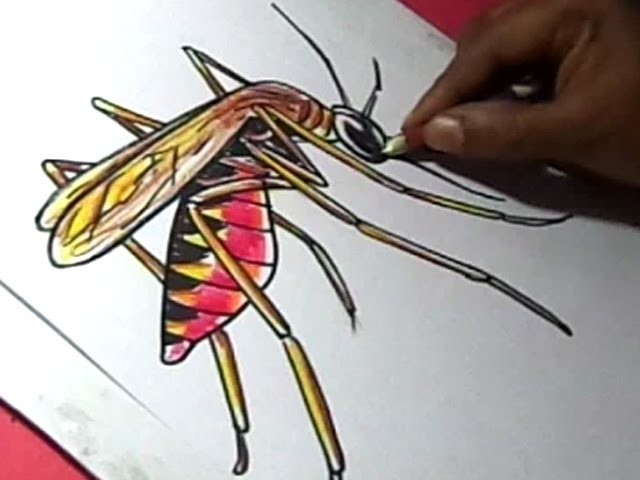 How to Draw Malaria Mosquito Drawing for kids Step by Step