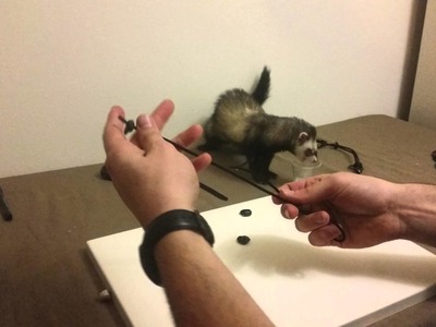 How to make a harness for ferrets.