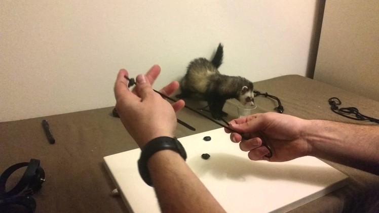 How to make a harness for ferrets.