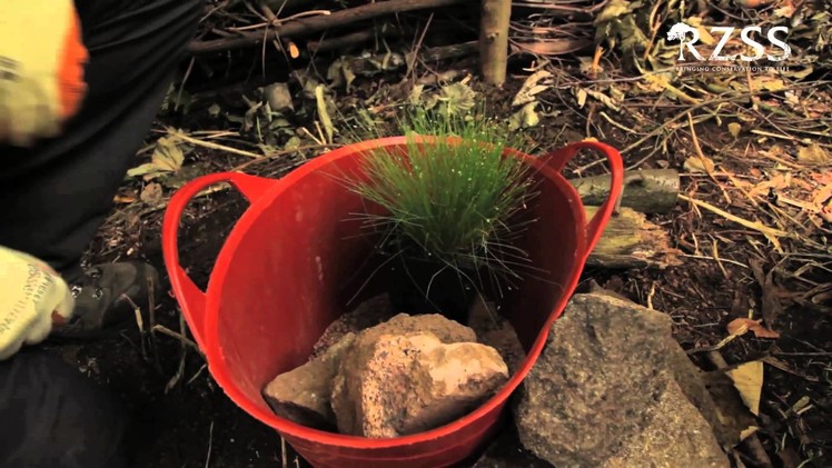 RZSS Wild about Scotland: how to make a pond in a bucket