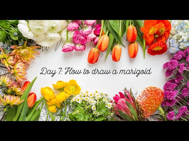 Day 7: How to draw a marigold
