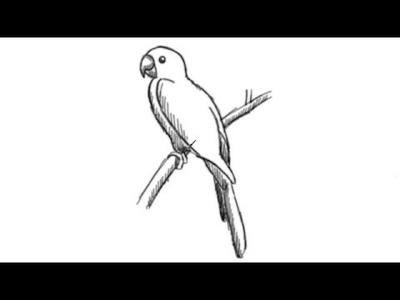 How to Draw a Parrot Drawing Cartoon Illustration Line art Shading Sketching Easy